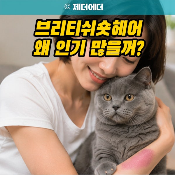 브리티쉬숏헤어 왜 인기 많을까? 성격 털빠짐 키우기 현실 후기