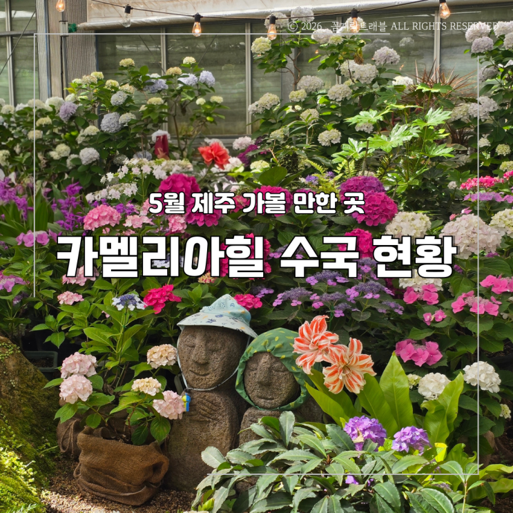  제주 카멜리아힐 수국 5월 방문기, 지금은 온실 수국이 메인