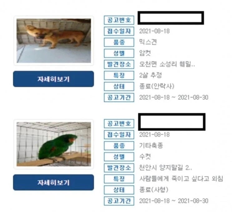  사형당한 앵무새