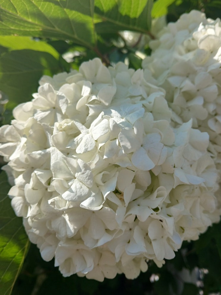  하얀 샤워볼같은 꽃 불두화 (The Snowball Viburnum Like a White Shower Ball)