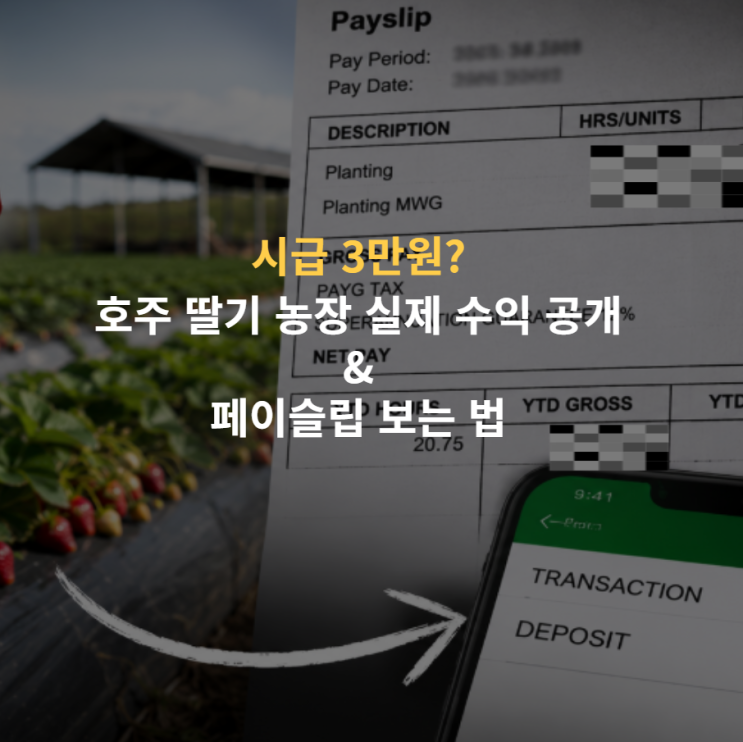  시급 3만원의 함정? 호주 워홀 페이슬립 보는 법 + 딸기 농장 수익 공개