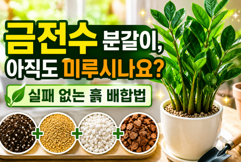 금전수 화분 분갈이 시기 놓치지 마세요! 2026년 건강한 관리법과 흙 배합 팁