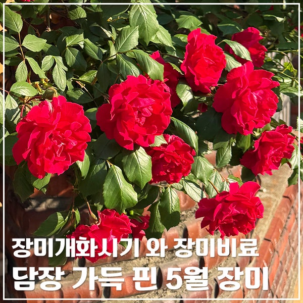 담장 가득 핀 5월 장미｜장미개화시기 와 장미비료 관리법