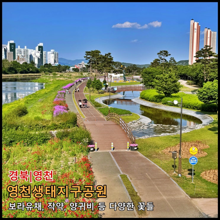  [영천] ️ 보라유채, 작약, 양귀비 등 다양한 꽃들이 볼거리를 제공하는 '영천생태지구공원'