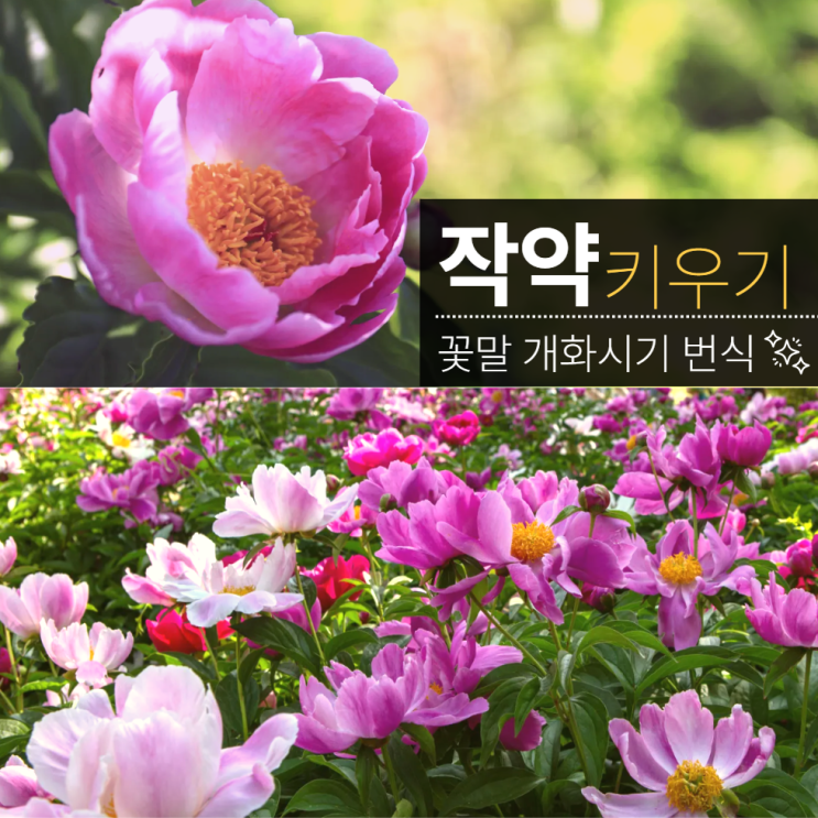  작약 꽃말 키우기 꽃 개화시기 번식