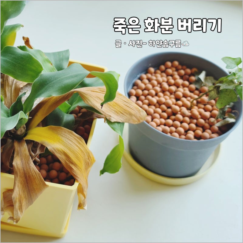 죽은 화분 버리기 식물 흙 버리는 방법