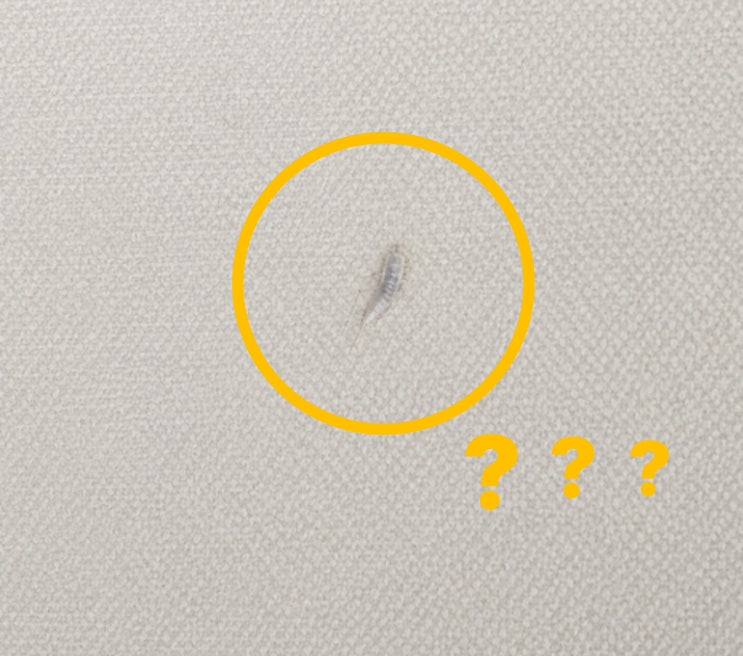  좀벌레 퇴치 방법 원인, 구축 집에서 발견하고 바로 한 일