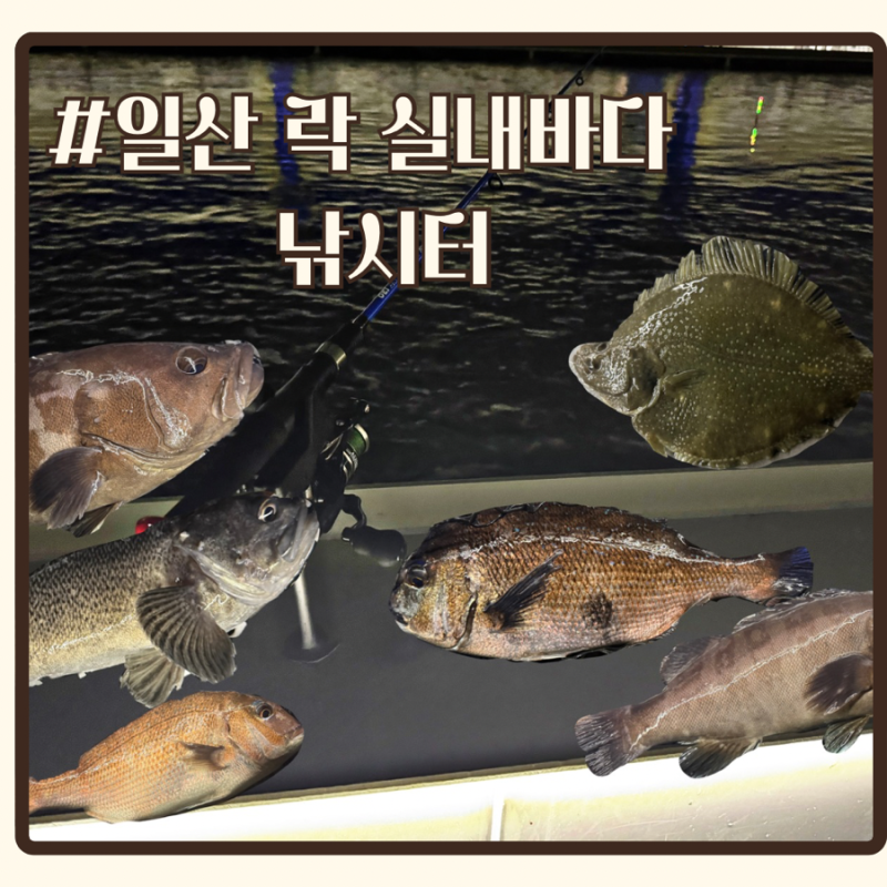 일산 락 바다 실내 낚시터 후기ㅣ입질 대박! 3시간 만에 미친 조황 후기ㅣ대물 능성어까지 잡....