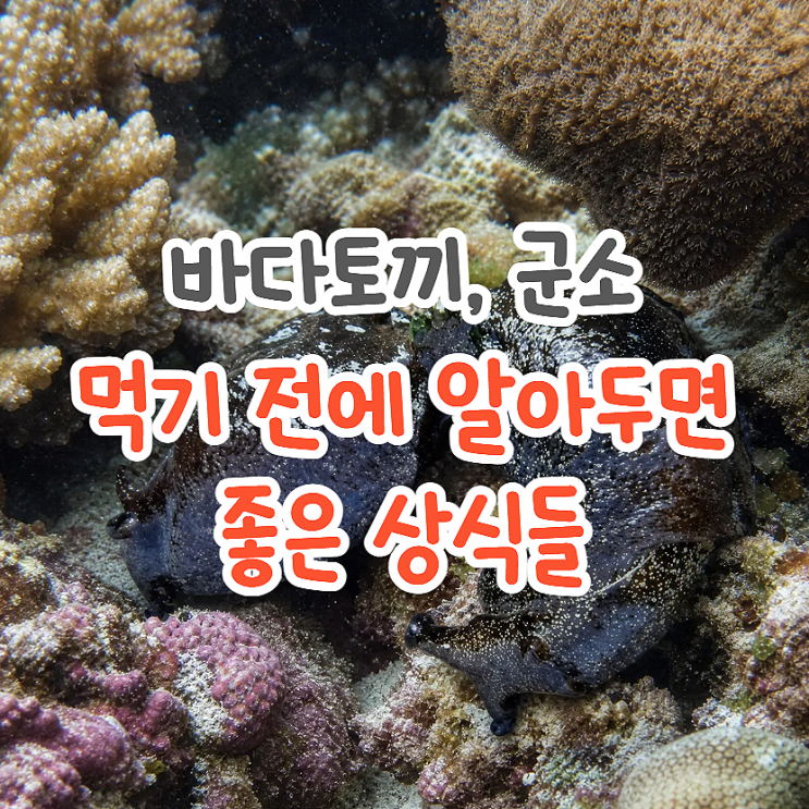  바다토끼 군소 효능, 의외의 연구에도 활용되는 해산물