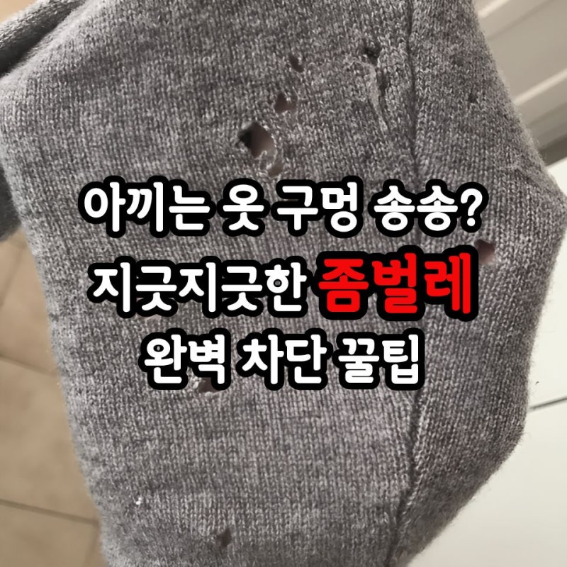 "나만 몰랐나?" 옷장 속 좀벌레, 약 뿌려도 계속 나온다면? 좀벌레 퇴치법!