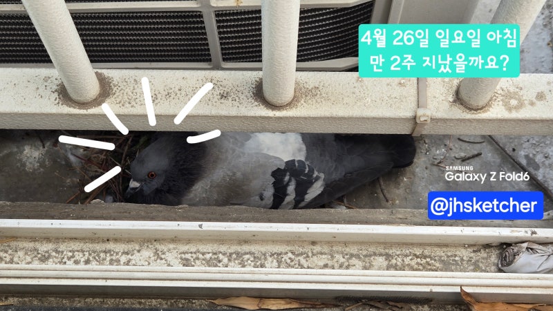 아파트 실외기에서 비둘기가 알을 낳았다 | 클로드와 함께한 부화 관찰기