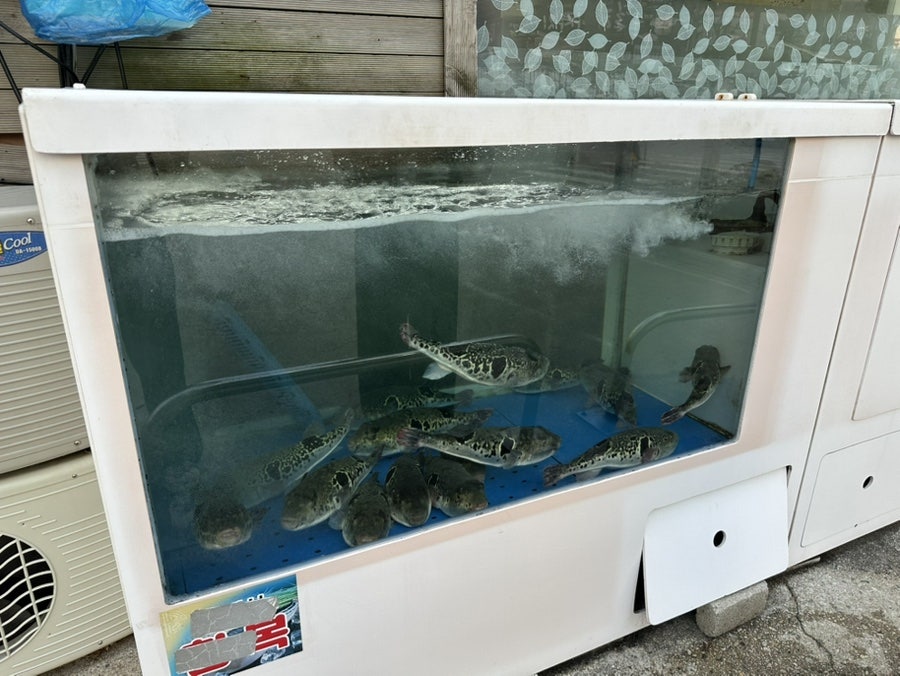 싱글벙글복어 서평택점 사진 2