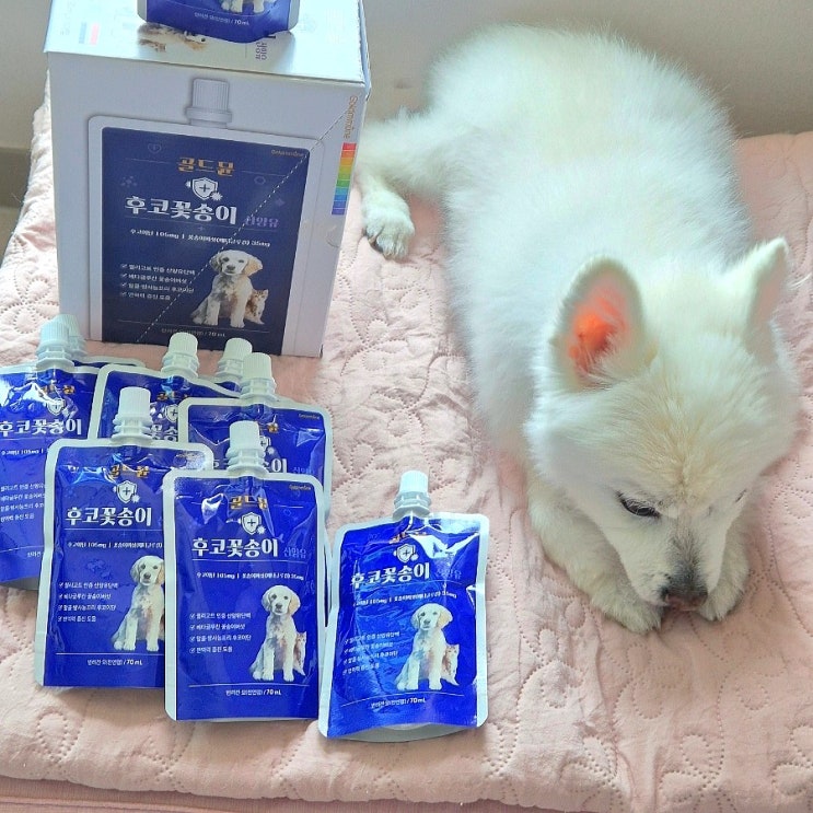  노견 강아지 산책, 골드뮨 산양유 펫밀크로 수분부터 면역까지 보충 중!
