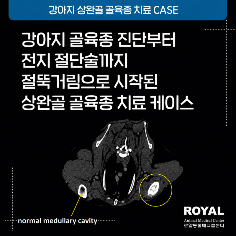 강아지 골육종 진단부터 전지 절단술까지 절뚝거림으로 시작된 상완골 골육종 치료 케이스