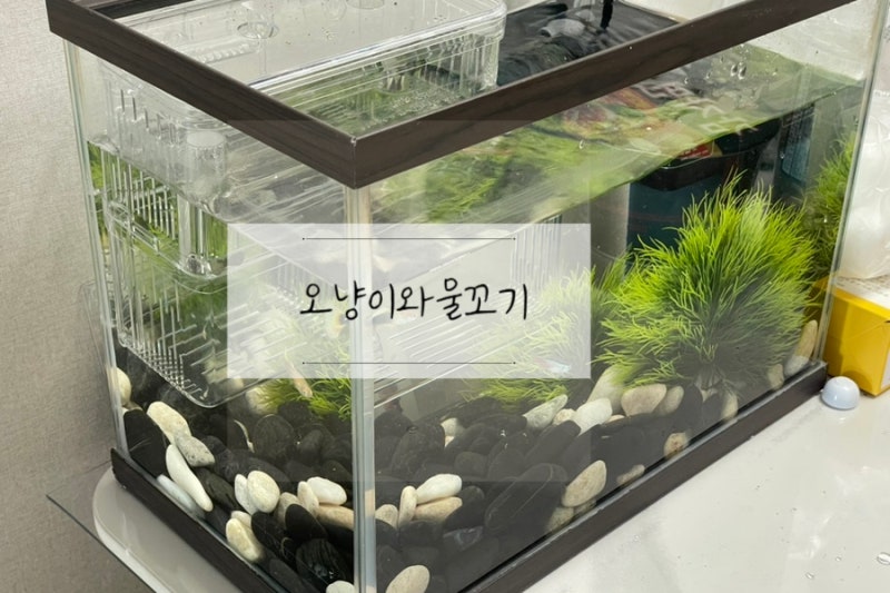 어항꾸미기 물고기은신처 오냥이와물꼬기 수풀조화 대소세트 수족관장식용