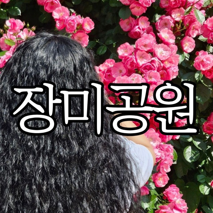  창원 5월 가볼 만한 곳 추천 '장미공원' 주차정보 및 개화현황
