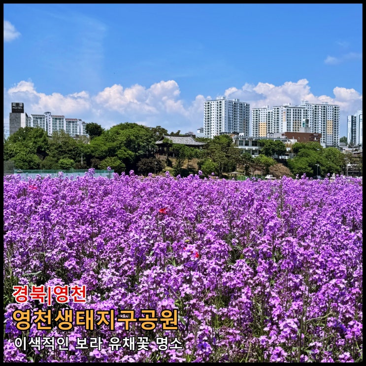  [영천] ️ 5월 가볼 만한 곳. 이색적인 보라 유채꽃 명소 '영천생태지구공원'