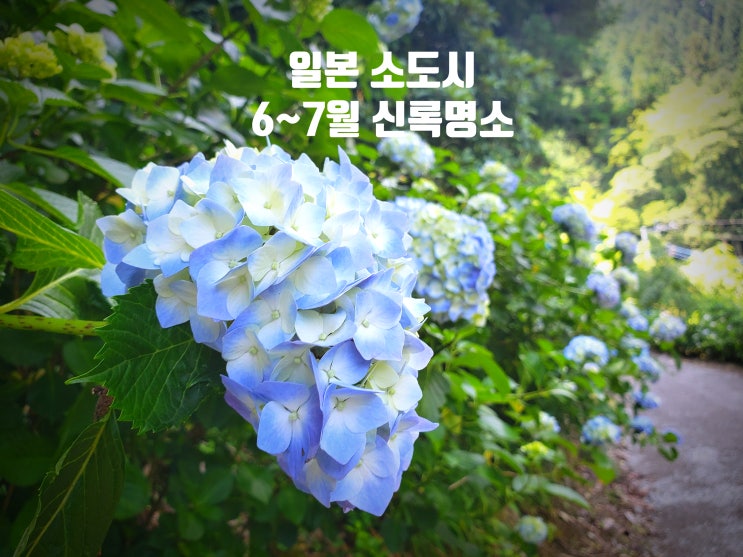  일본 소도시 6~7월 여행지 어디가 좋은가｜직접 가본 신록 명소 3곳