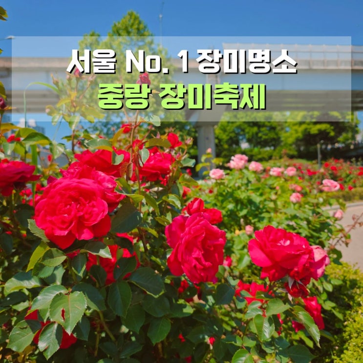  중랑 장미축제 개화상황 서울 장미명소 태릉 중랑천 나들이 가볼만한 곳