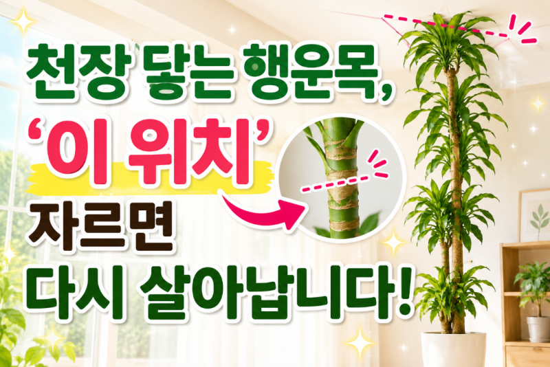 행운목 가지치기 방법과 삽목 시기(2026 최신 가이드)