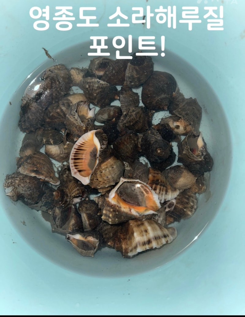 영종도 해루질 포인트 들어가는 방법+주차방법 (소라 해루질 포인트)