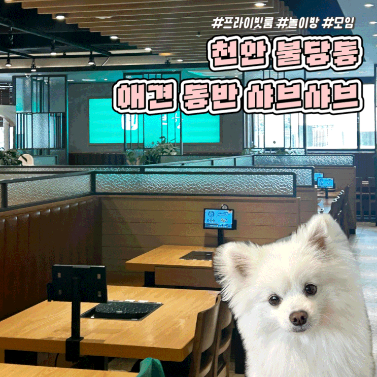  천안 불당동 프라이빗 룸이 있는 애견 동반 식당 샤브향