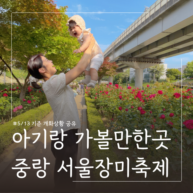  5월 아기랑 가볼만한곳 중랑 서울장미축제 개화상황(5/13) ㅣ주차 꿀팁 및 유아휴게실 유모차 대여