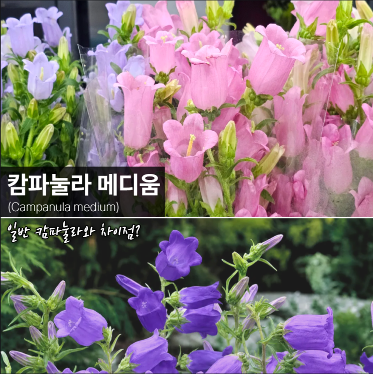  캄파눌라메디움 키우기 일반 캄파눌라 차이점?