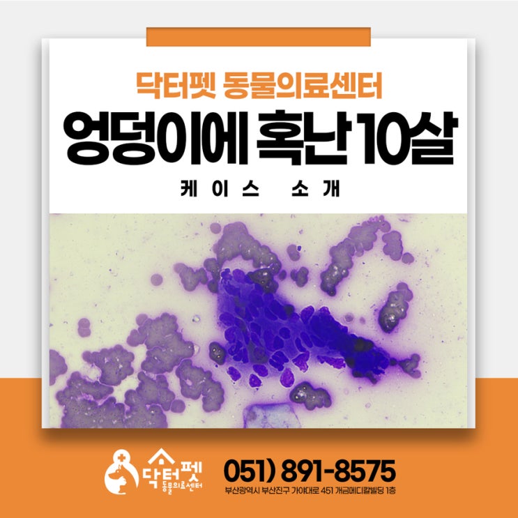  10살 강아지 엉덩이에 혹이 생겨서 불편해 해요
