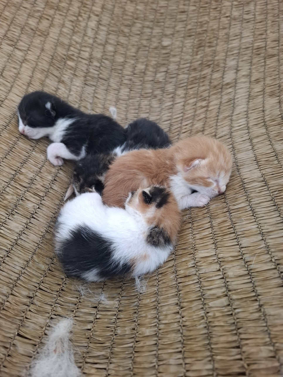 다오네 고기굽는 마당 사진 6