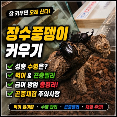 장수풍뎅이 키우기 성충 수명 먹이 곤충젤리 급여 방법과 곤충채집 주의사항