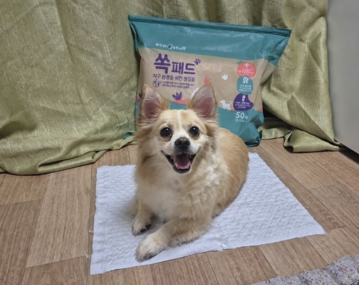 반려견용품 친환경소재 쏙패드, 뒷처리까지 깔끔한 강아지배변패드