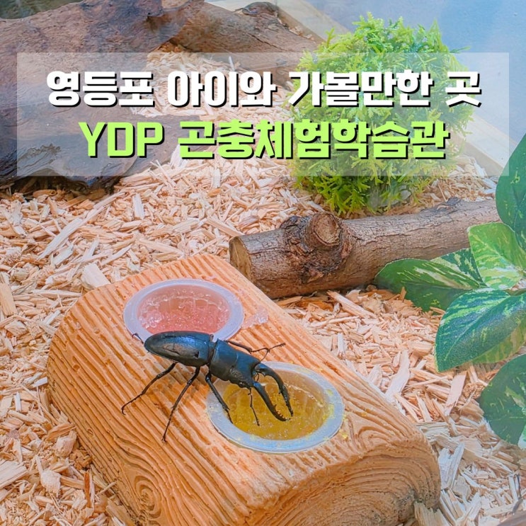  YDP 곤충체험학습관 서울 영등포 실내 아이와 가볼만한 곳