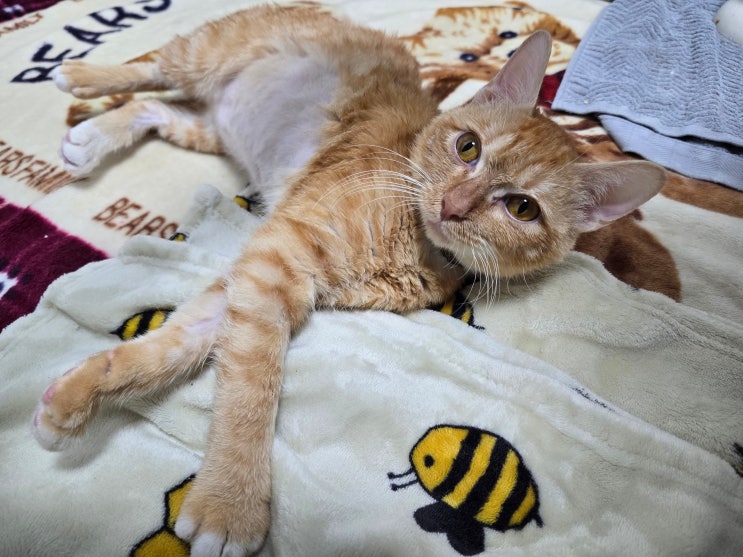 고양이 발작 관리, 오랜만에 안심되는 하루