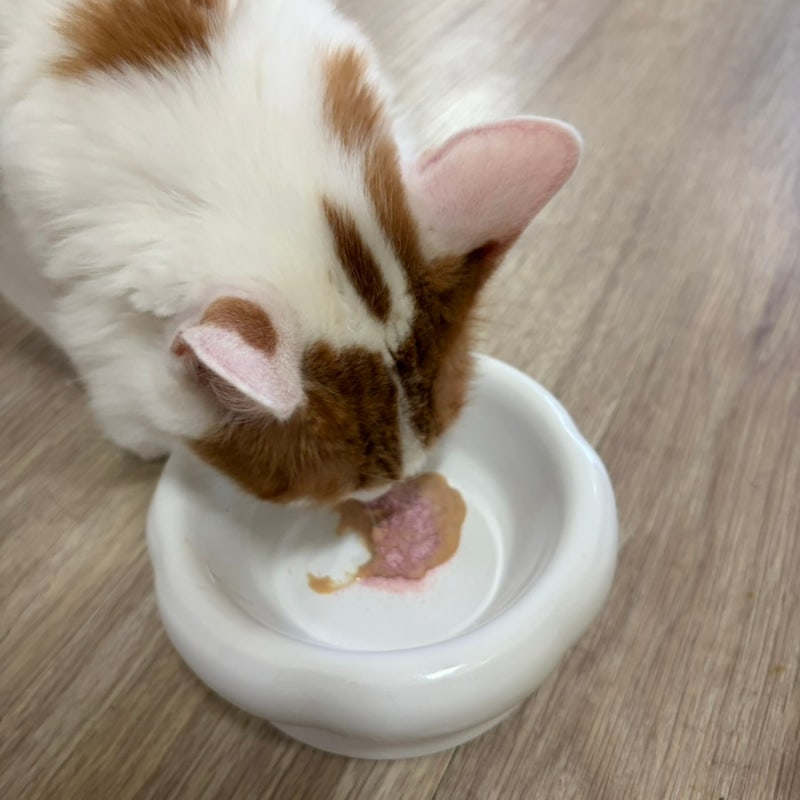 고양이 방광염 영양제 추천 본아페티 고양이 요로관리 영양제 기호성까지 만족 후기