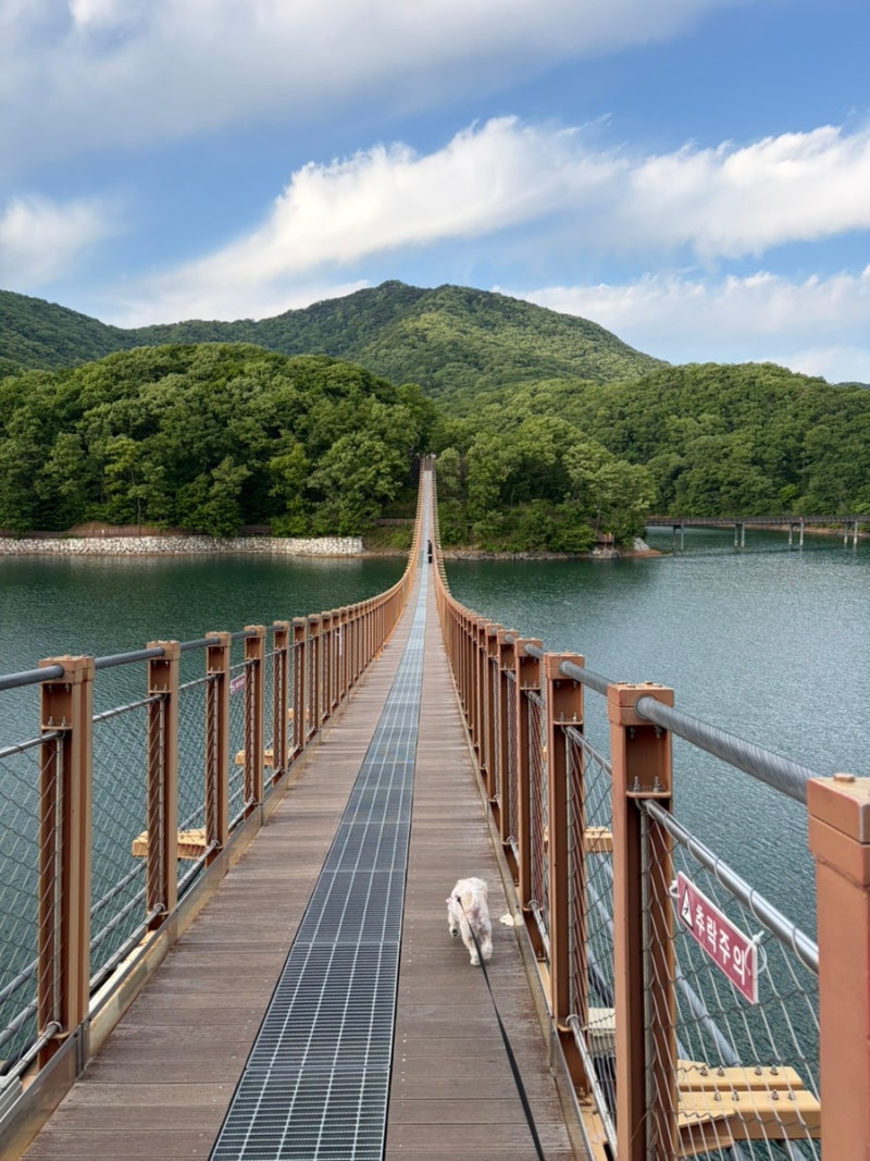 [파주애견동반가볼만한곳]마장호수 출렁다리(+주차,비용)