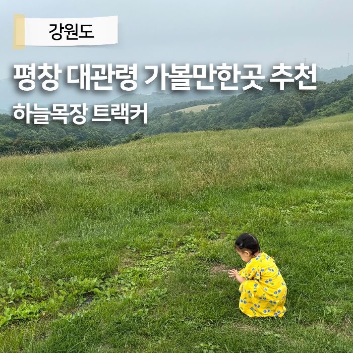 강원도 평창 양떼목장 추천 대관령하늘목장 평창여행코스 다녀온 목장체험 트랙터 후기