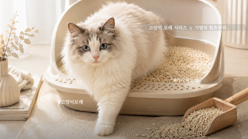 고양이 카사바 모래 장단점, 먼지·응고력·발바닥 묻어남 기준