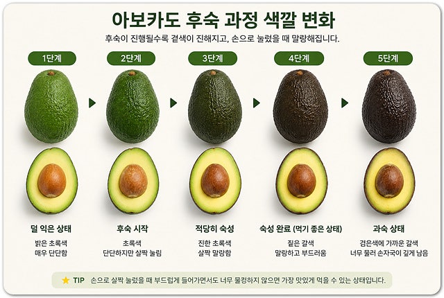 아보카도 숙성 확인 빨리 익히는 방법, 보관방법까지 총정리