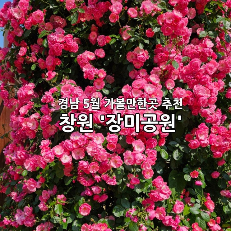  창원 산책코스 추천 '장미공원' | 경남 5월 가볼 만한 곳 주차정보 및 오픈 시간 그리고 개화현황