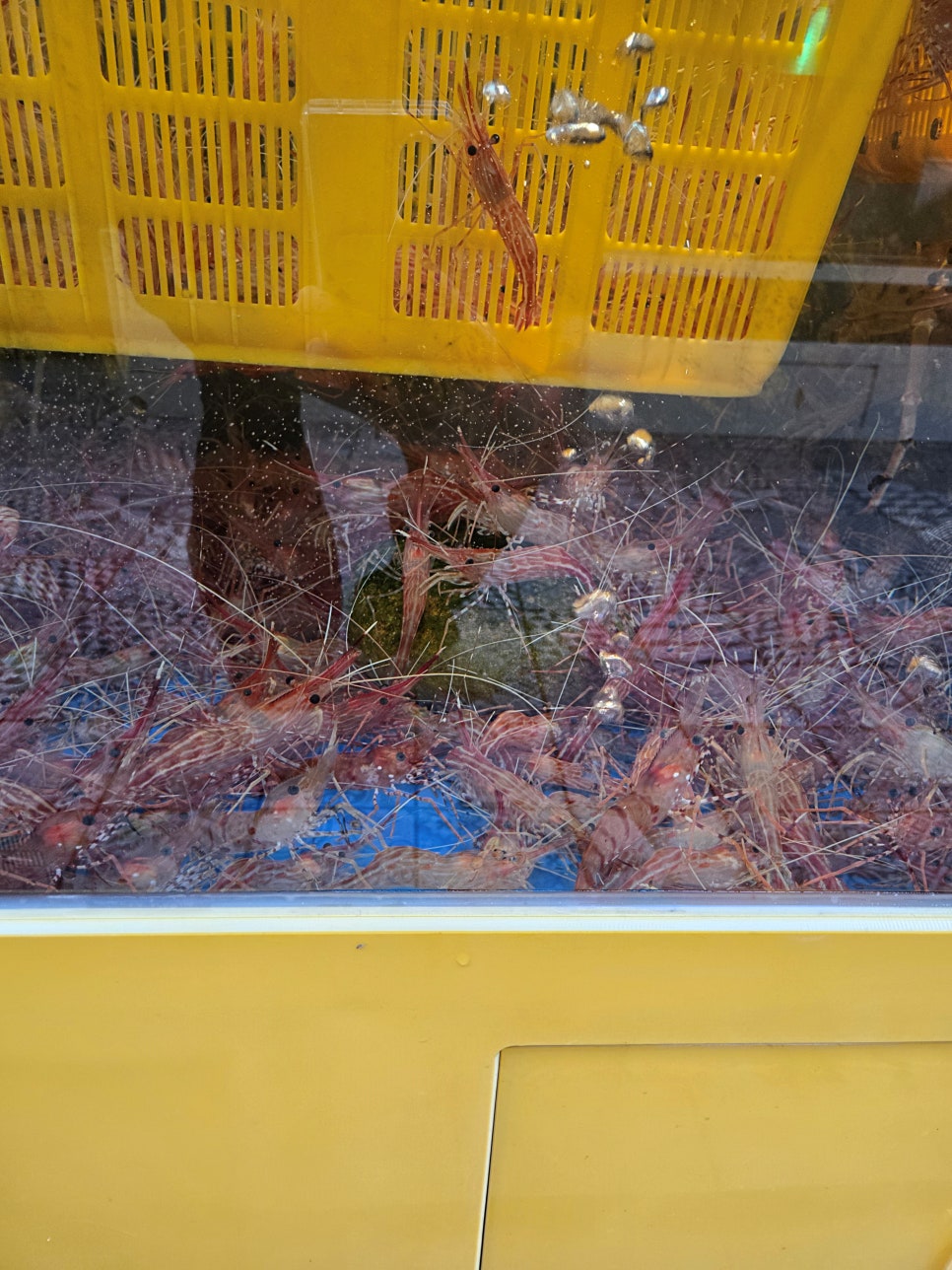 다베루 사진 4