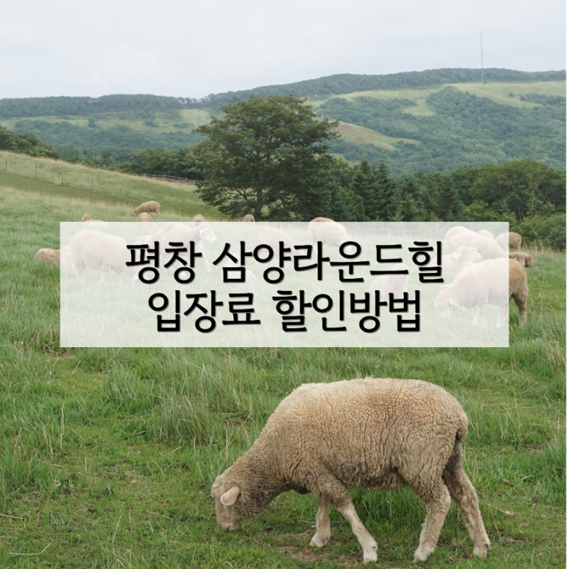 대관령 삼양목장 입장료 카페 날씨 후기 | 양떼목장 삼양목장 하늘목장 비교