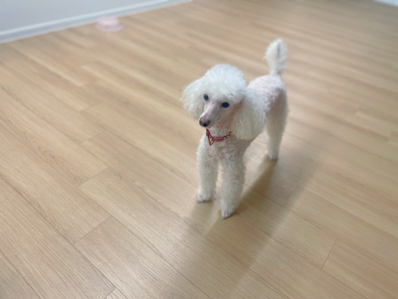 강아지 꿈 해몽, 유독 기억에 남는 개꿈 상황 15가지