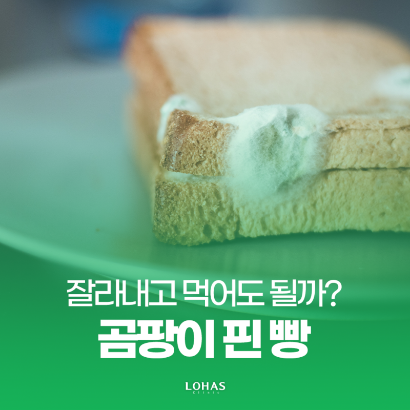 곰팡이 핀 빵 먹어도 될까? 그냥 먹으면 안 되는 이유