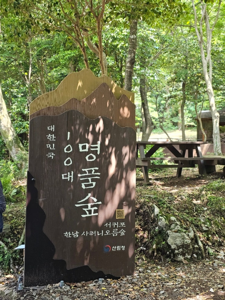  6개월만 개방되는 제주 비밀의숲 '한남사려니오름숲' 100대 명품숲 예약방법 코스 후기