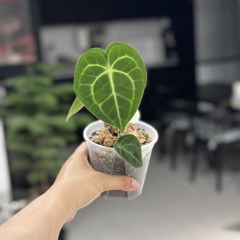안스리움 초보의 안쓰러운 안스리움 키우기 l 크리스탈리넘, 클라리네비움, 크리스탈호프, ....