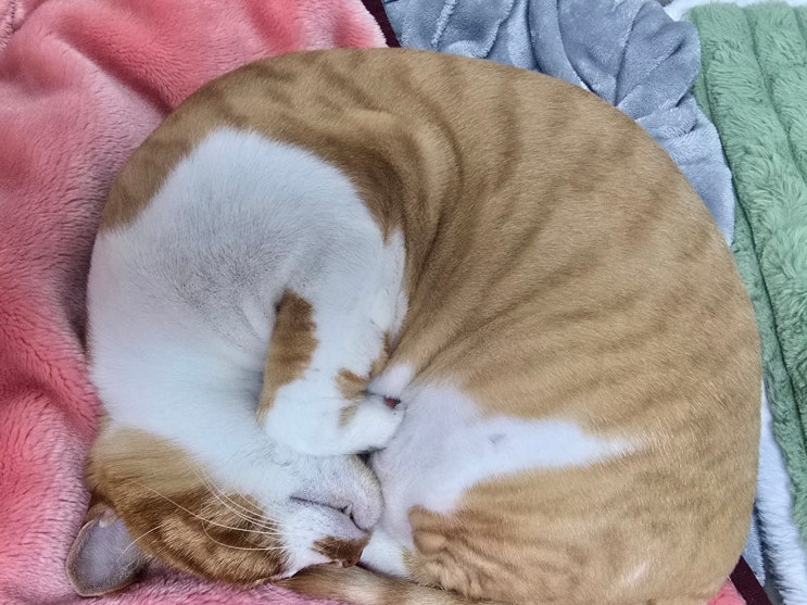  고양이 미용 고민, 장점 주의할 점 정리