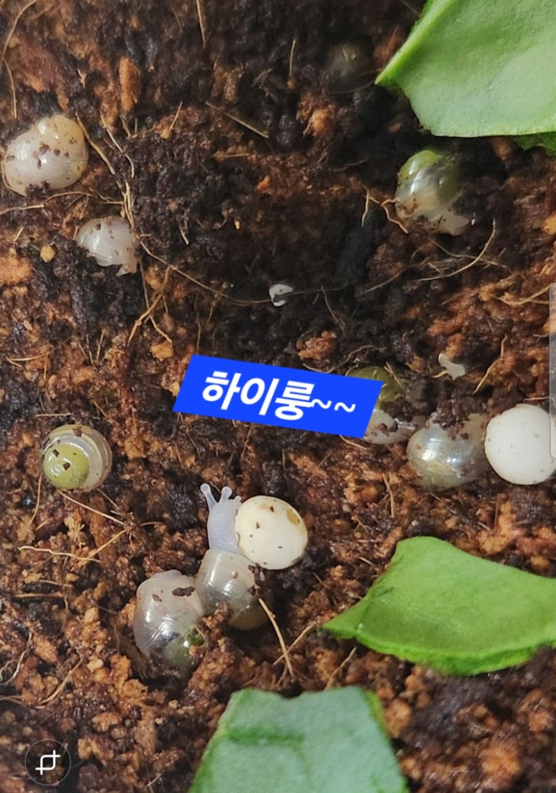 아프리카왕달팽이 집사/새끼달팽이들