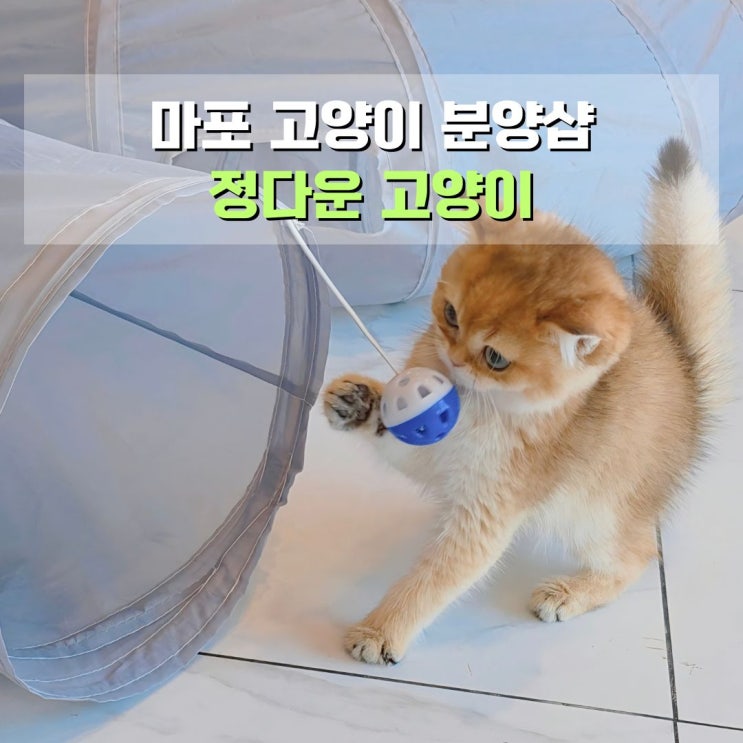  마포고양이분양 정다운고양이 직접 교감 가능한 이대역 펫샵
