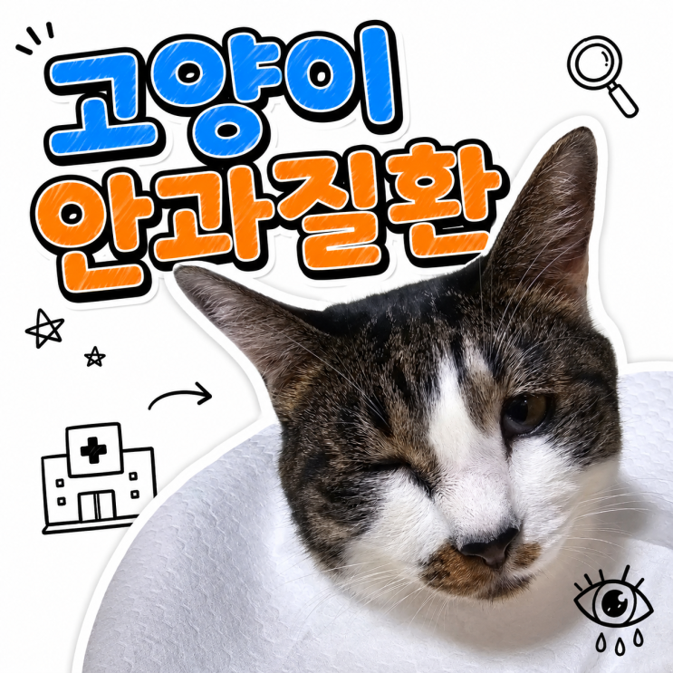  고양이 눈 응급 증상 5가지 | 이건 오늘 병원 가야 해요 검사비용총정리